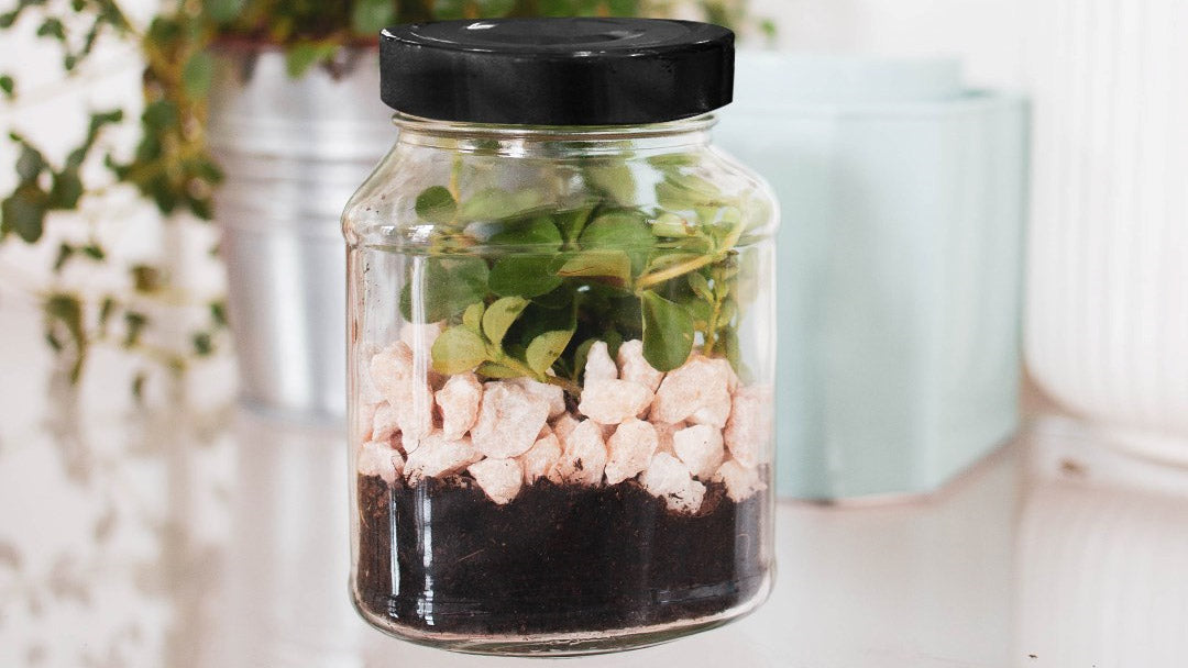 Transformez votre pot de Materne vide en terrarium