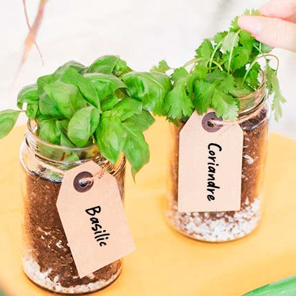 Recycler vos pots en mini-jardinières