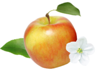 fruit pomme