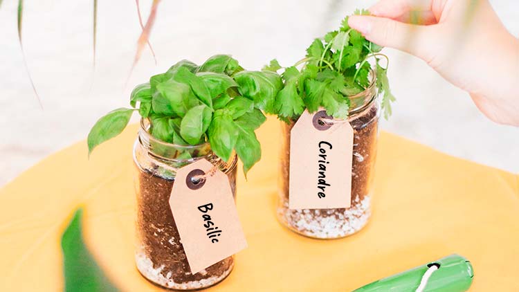 Recycler vos pots en mini-jardinières