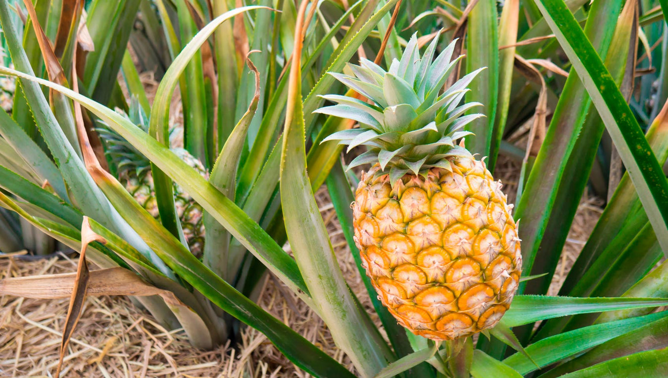 L'ananas