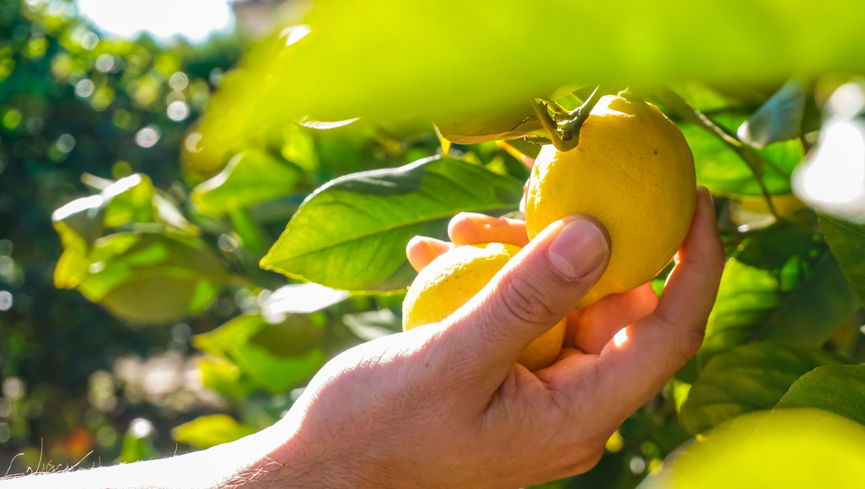 Le citron