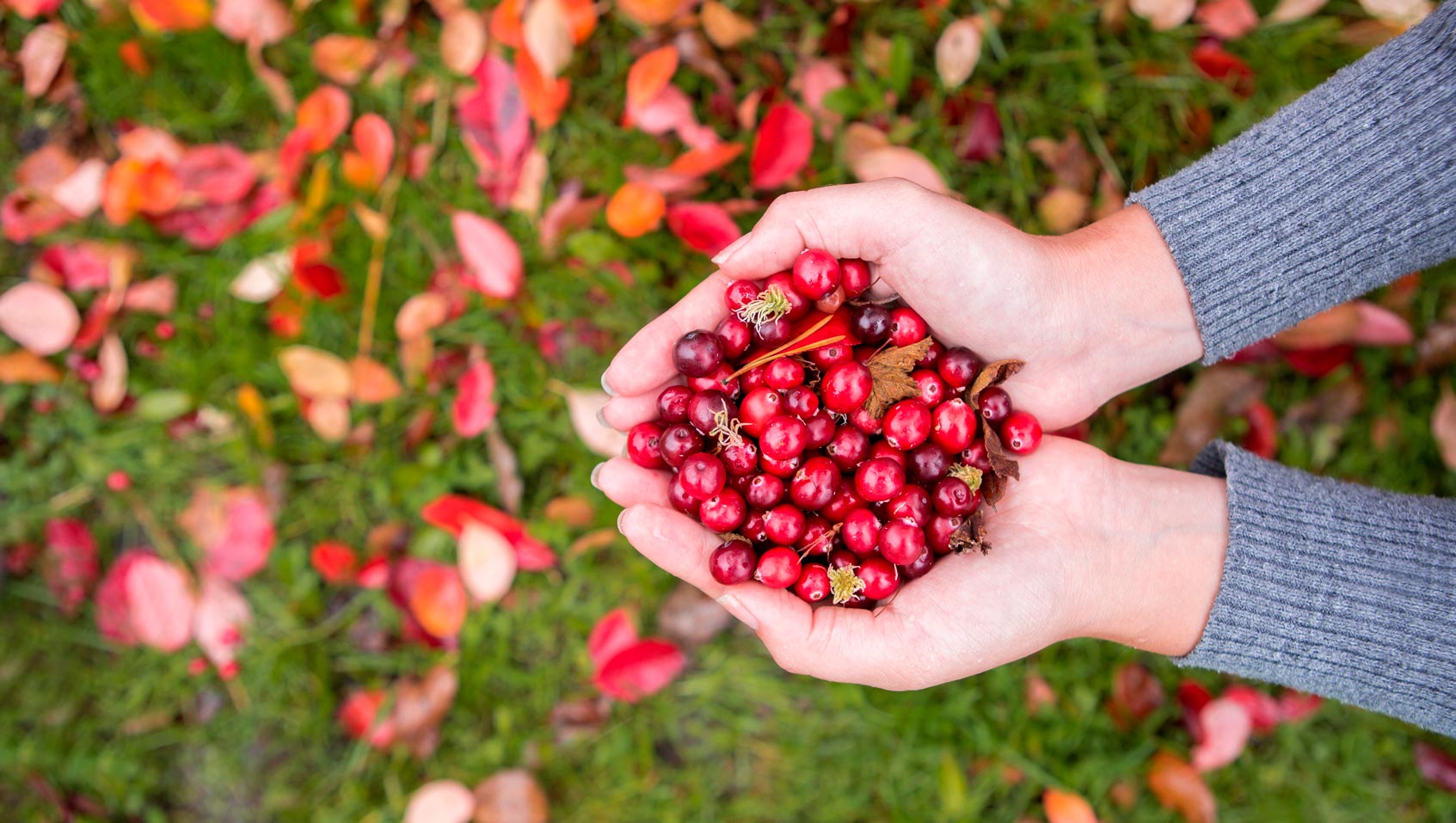 Les cranberry