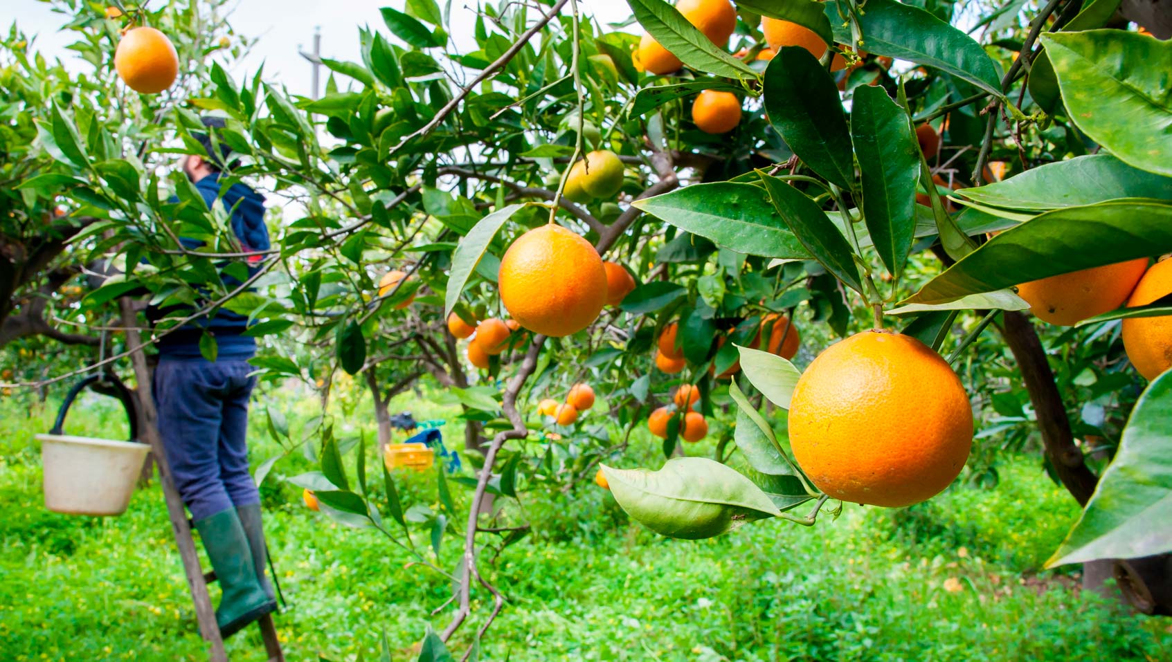 L'orange