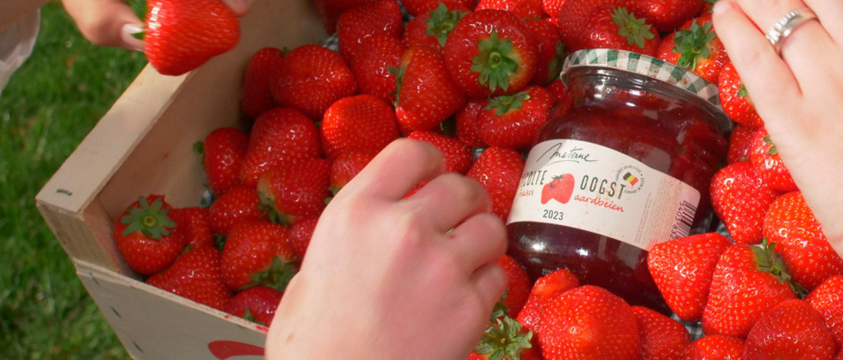 Récolte fraises 